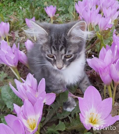 Котята в добрые руки бесплатно