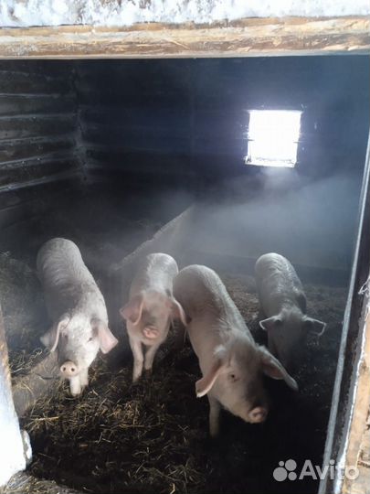 Продам поросят