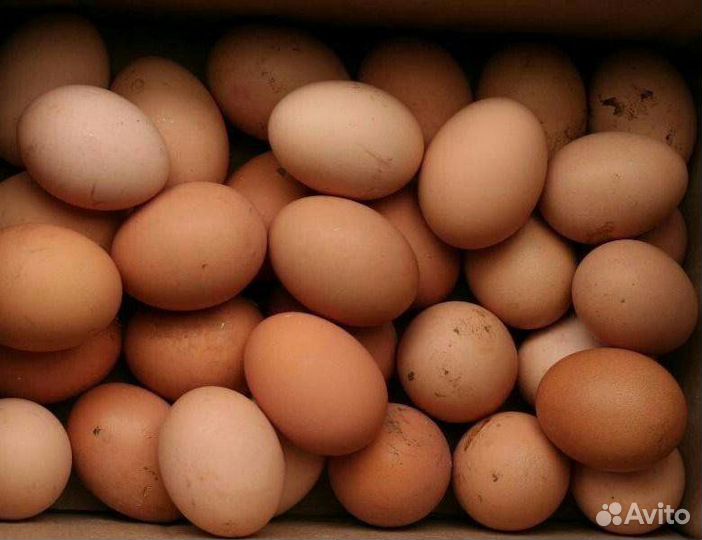 Домашние куриные яйца