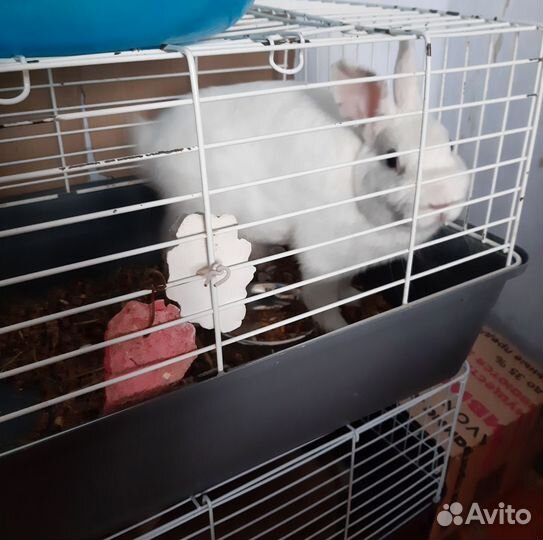 Декоративный кролик, клетки, переноска