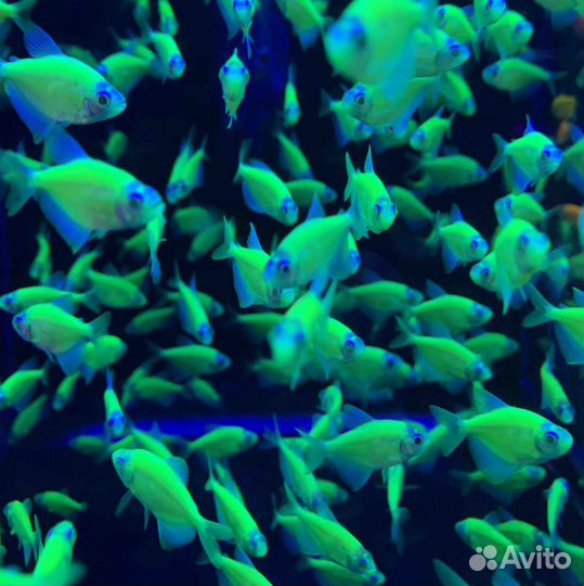 Есть новые рыбки