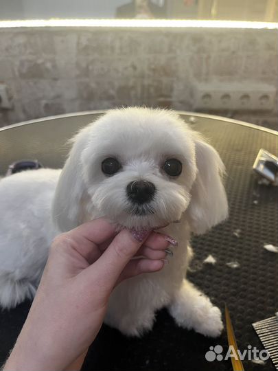 Модели на груминг: мальтезе, мальтипу, пудель