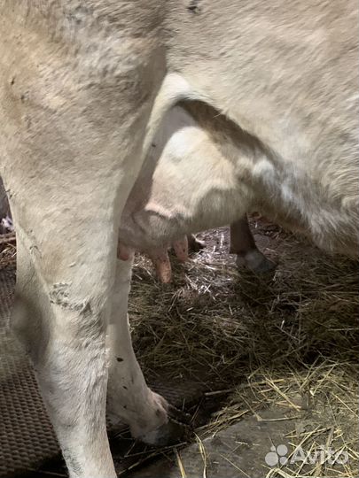 Коровы дойные молочные