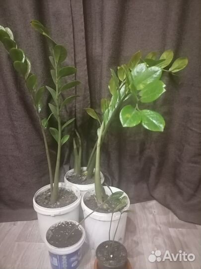 Замиокулькас (долларовое дерево)