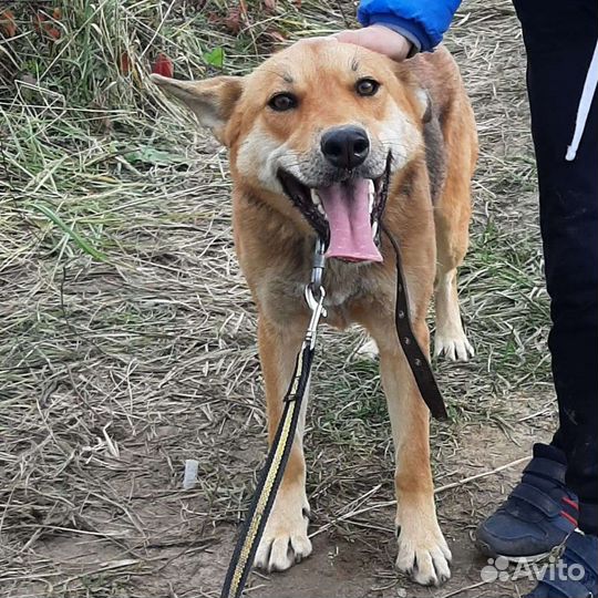 Собака Люси в добрые руки