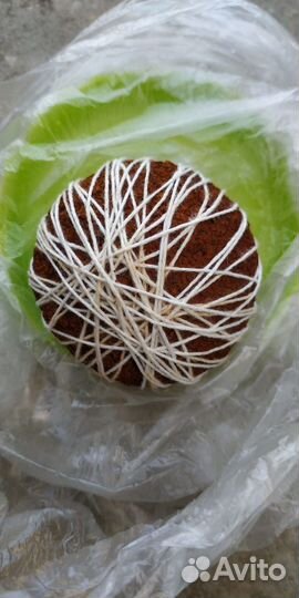 Желчный камень крс