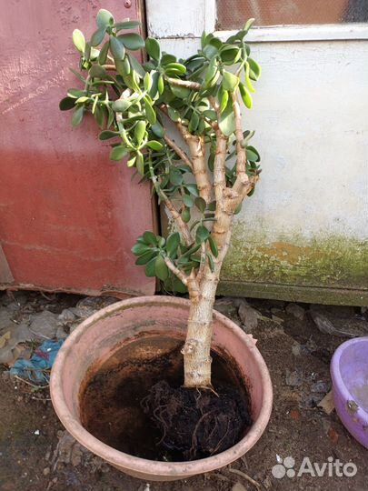 Денежное дерево/крассула,толстянка