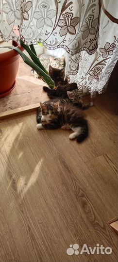 Котята отдам в добрые руки бесплатно