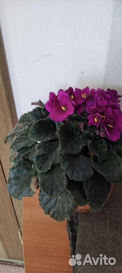 Цветы: фиалка финиковая пальма, лимон