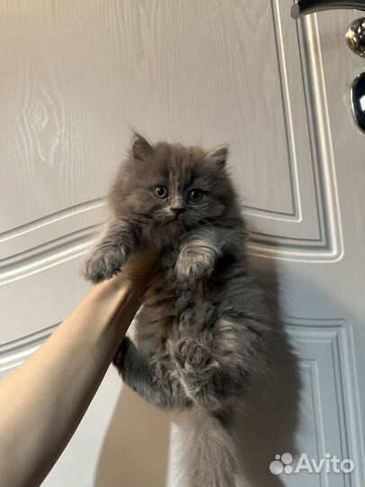 Британская