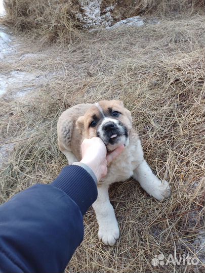 Среднеазиатская овчарка алабай щенки