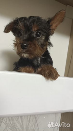 Йоркширский терьер