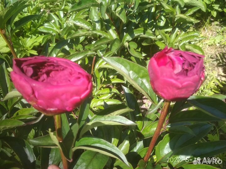 Саженцы Пионы сорта Бахор