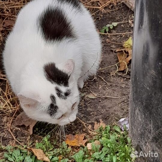 Отдам в добрые руки