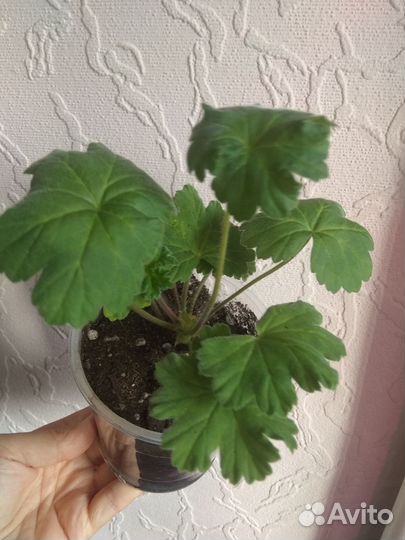 Пеларгония Леона галактика