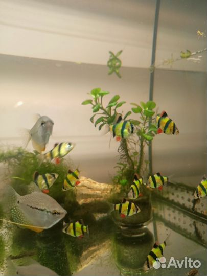 Аквариумные рыбки