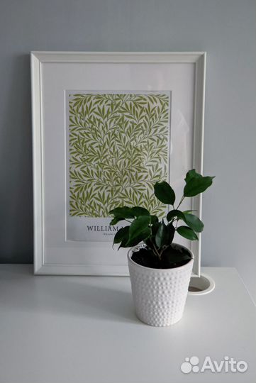 Распродаю растения в красивых горшках