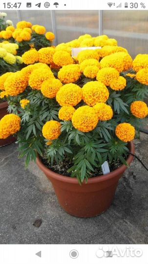 Чална Рассада овощей и цветов