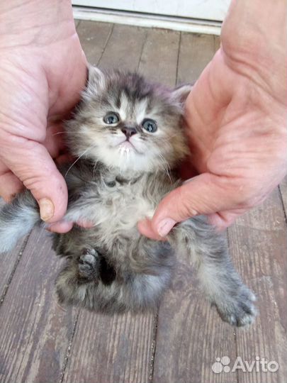 Котята в добрые руки бесплатно