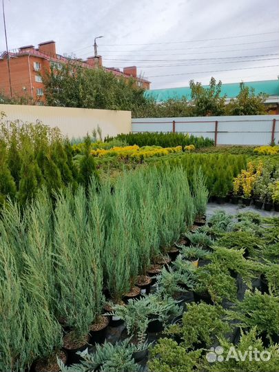 Хвойные растения и кустарники