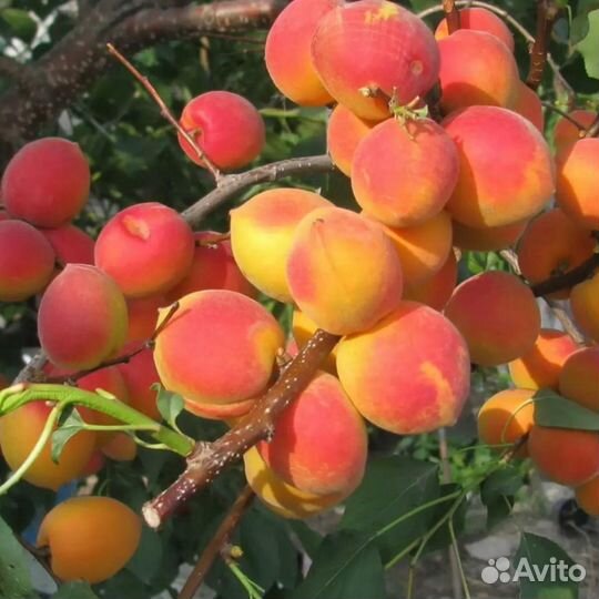 Саженцы абрикоса Северное Сияние