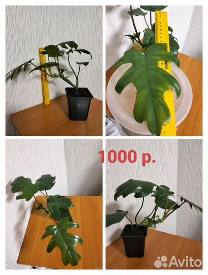 Филодендрон лучистый