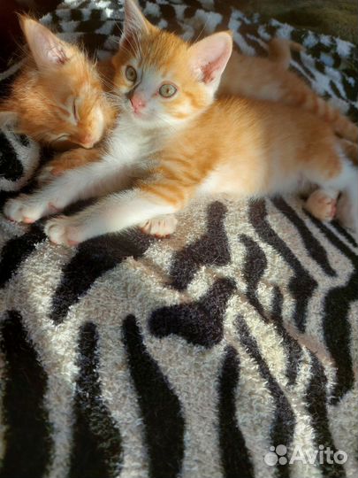 Рыженький котёнок