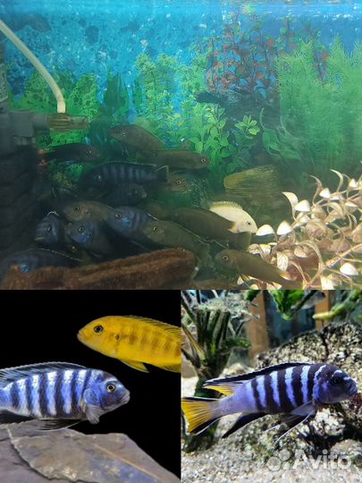 Псевдотрофеус элонгатус