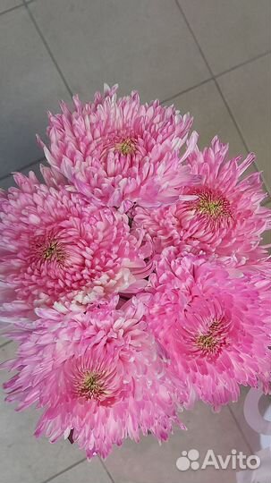 Живые цветы букеты