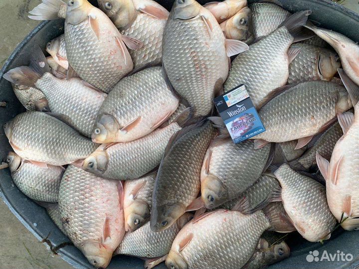 Пелядь(сырок)