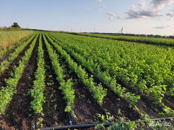 Саженцы плодовых кустарников