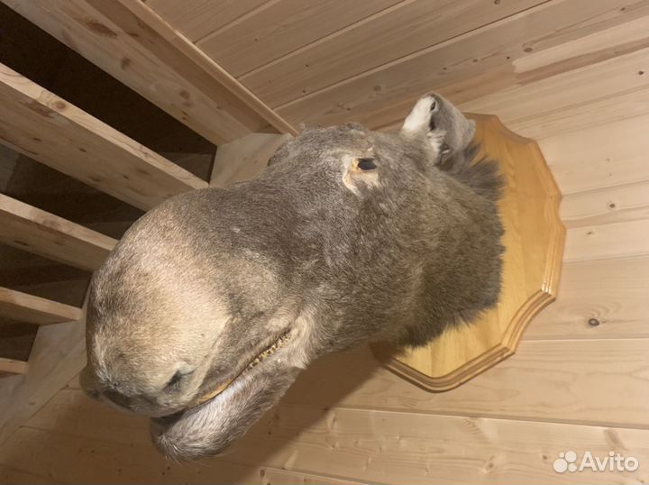 Чучело головы лося