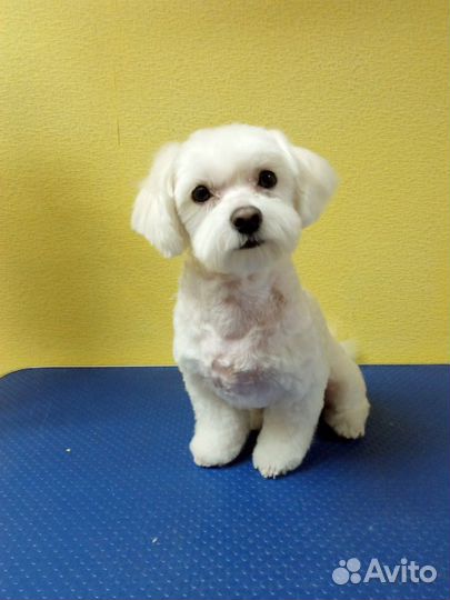 Красивая Стрижка собак и кошек ЖК Суворовский