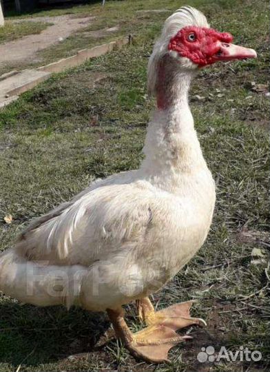 Индоутка мускусная утка