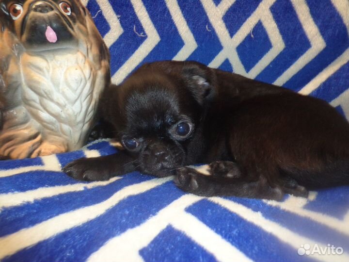 Декоративные щенки