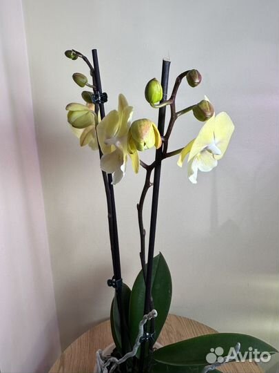 Орхидея фаленопсис Элис,биг лип,h52,2 цветонос