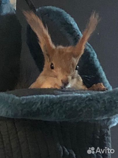 Алтайская белка(бельчата)