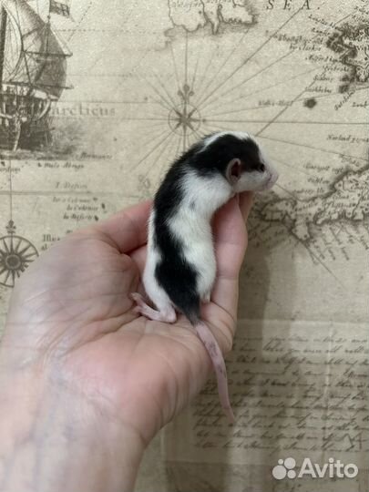 Ручные крысята Дамбо Айвори,хаски,Black