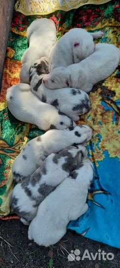 Щенки алабая