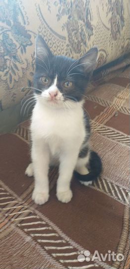 Котята в добрые руки даром