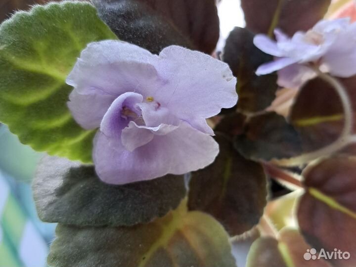 Фиалка в горшках взрослые растения