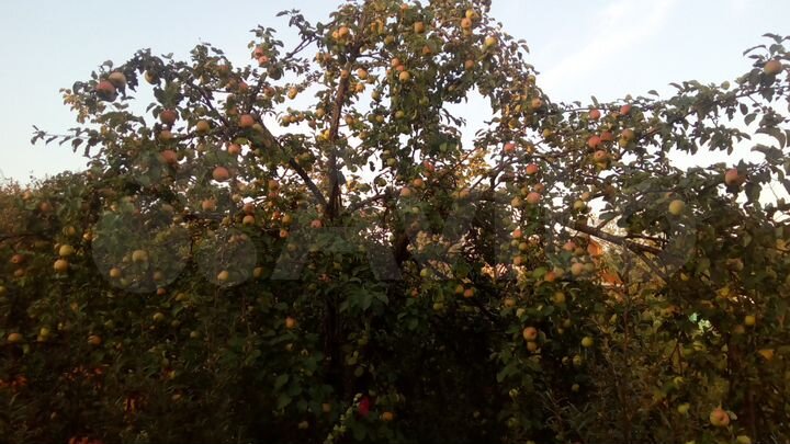 Участок 7 сот. (СНТ, ДНП)