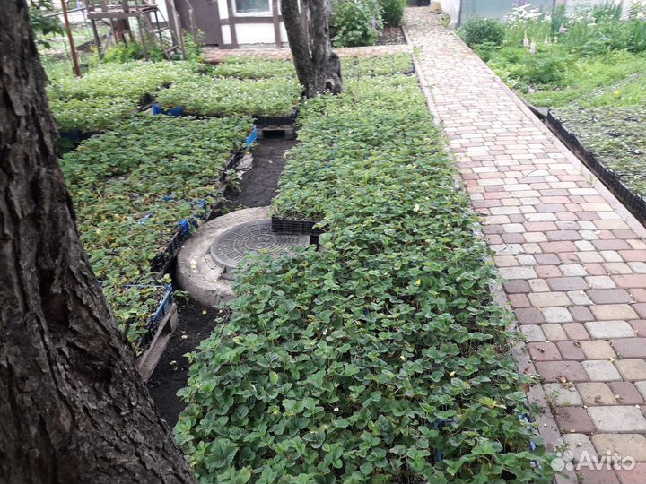 Саженцы клубники стакан. Рассада клубники