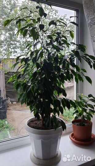 Фикус бенджамина