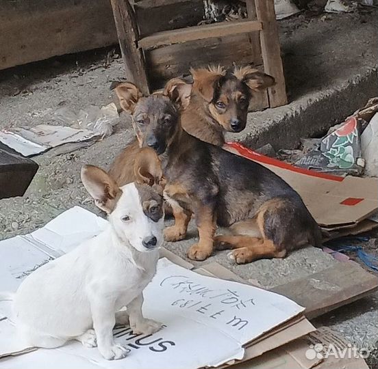 Собака в добрые руки щенок
