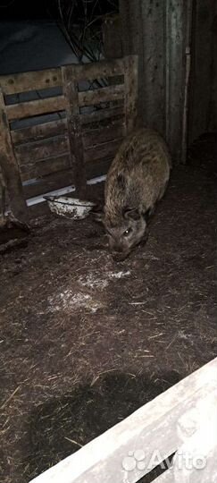 Венгерская мангалица