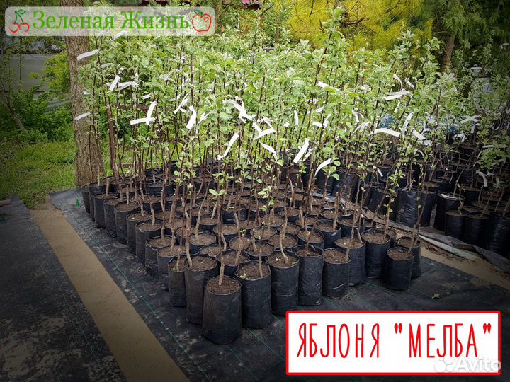 Саженцы от питомника 