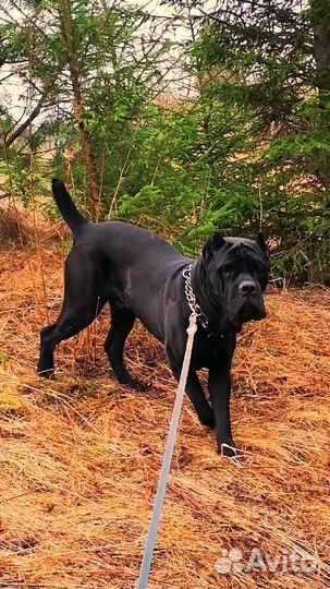 Собаки щенки кане корсо