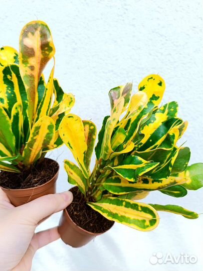 Кротон Мамми/Петра