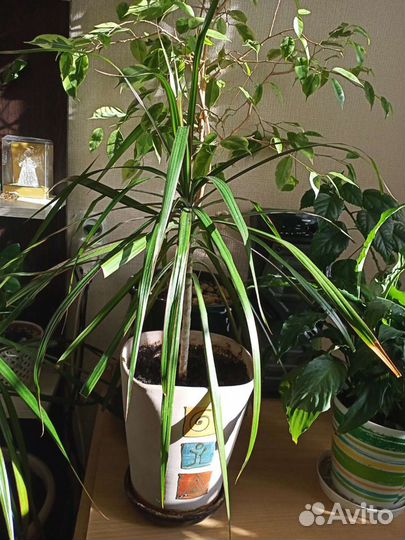 Драцена маргината